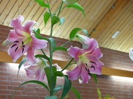 Foto: Dr. Peter Müller